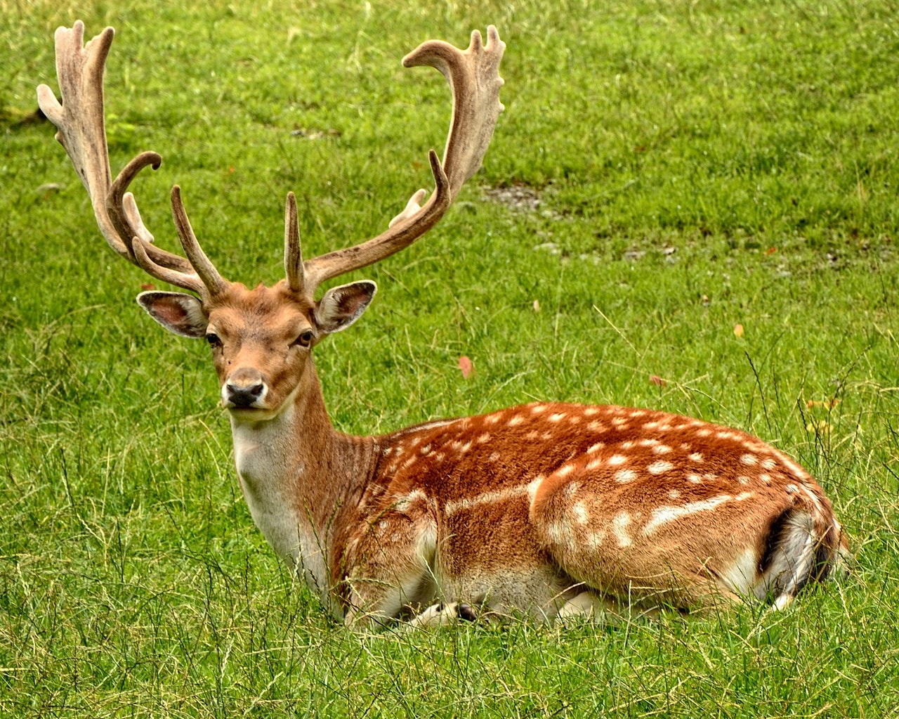 Rådjur