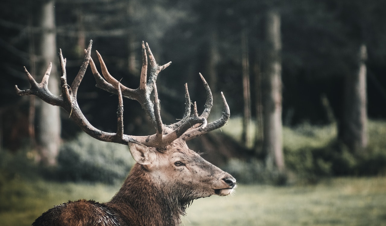 Älg